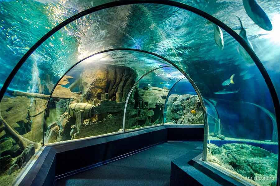 Тоннель океанариума Sochi Discovery World рядом с Хостой — фото 1